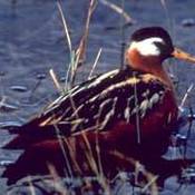 Red Phalarope